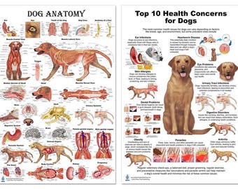May include: A colorful illustrated chart showing the anatomy of a dog and the top 10 health concerns for dogs. The chart includes illustrations of a dog's internal organs, skeletal system, and muscular system. The health concerns include ear infections, heartworm disease, skin allergies, eye problems, urinary tract infections, dental problems, digestive disorders, obesity, parasites, and arthritis.