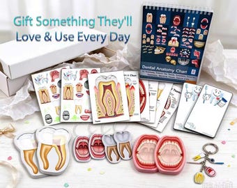 Puede incluir: Un conjunto educativo de anatomía dental que incluye un gráfico de espiral, varias tarjetas ilustradas con estructuras dentales, dos modelos de mandíbula de plástico rosa y un llavero de metal con pequeños dijes de temática dental.