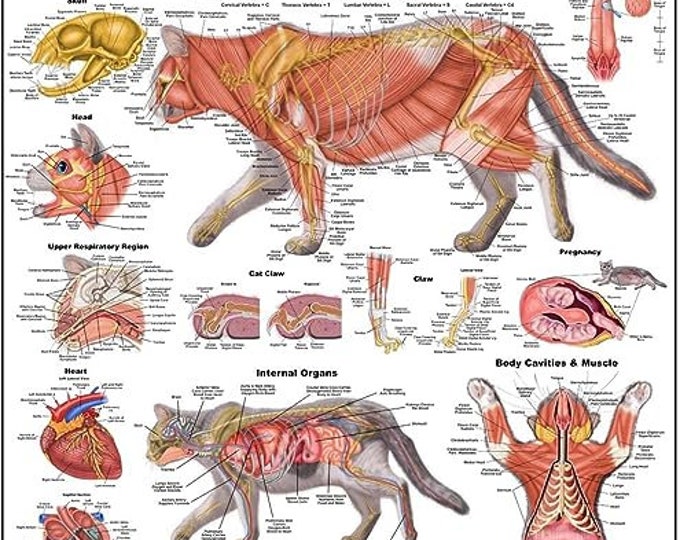 Cat Veterinary Anatomy Charts and Posters, Anatomy & Veterinary