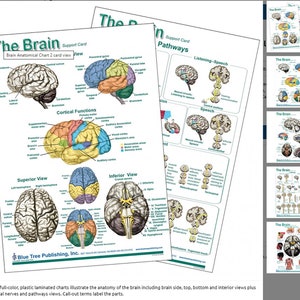 Brain Anatomical Charts