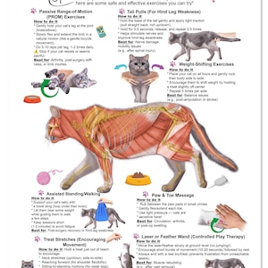 May include: Informative poster titled "Home Therapy Exercises for Cats" with illustrations of cat anatomy and exercises. Includes instructions for passive range-of-motion, tail pulls, weight-shifting, assisted walking, treat stretches, paw massage, and laser therapy.