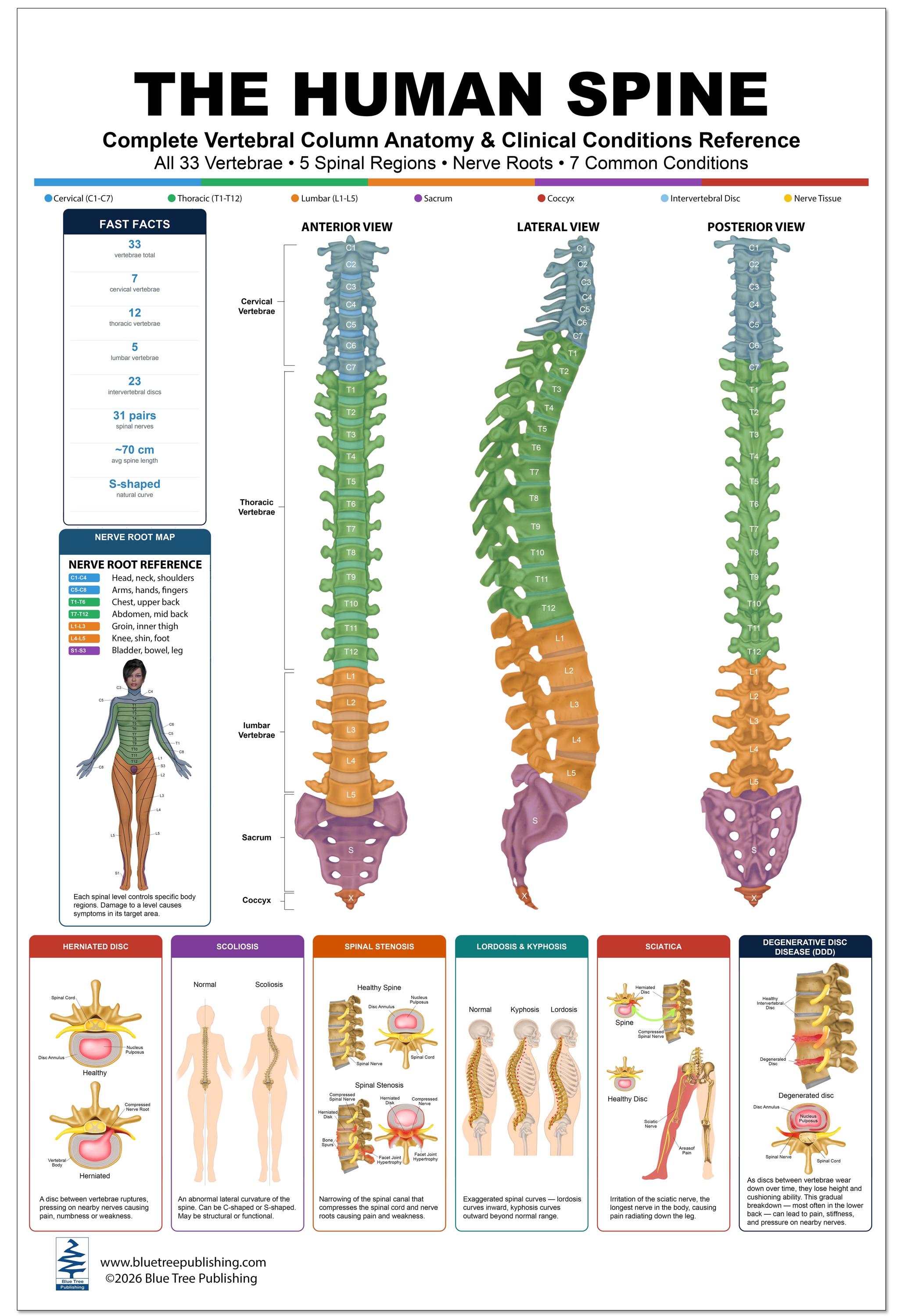 The Human Spine Poster, Complete Vertebral Column Anatomy & Nerve