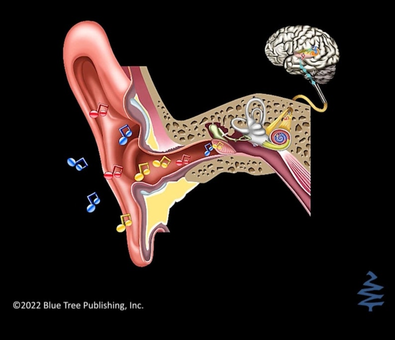 Ear Anatomy Note Pads 2 Pack With Magnet and QR Code to Link Hearing ...
