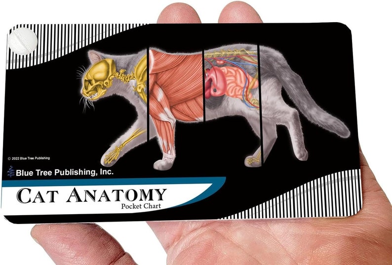 Cat Veterinary Anatomy Charts and Posters Anatomy &amp; - Etsy