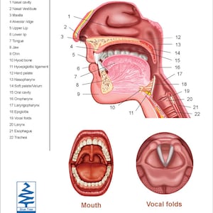 Speech Articulation Anatomical Chart
