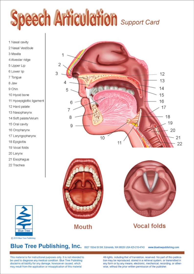 Speech Articulation Anatomical Chart Etsy