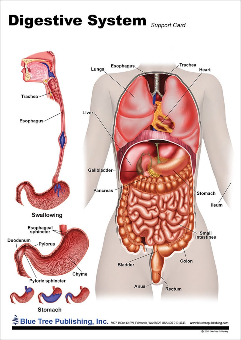 Digestive System Anatomical Chart and Poster Etsy Australia