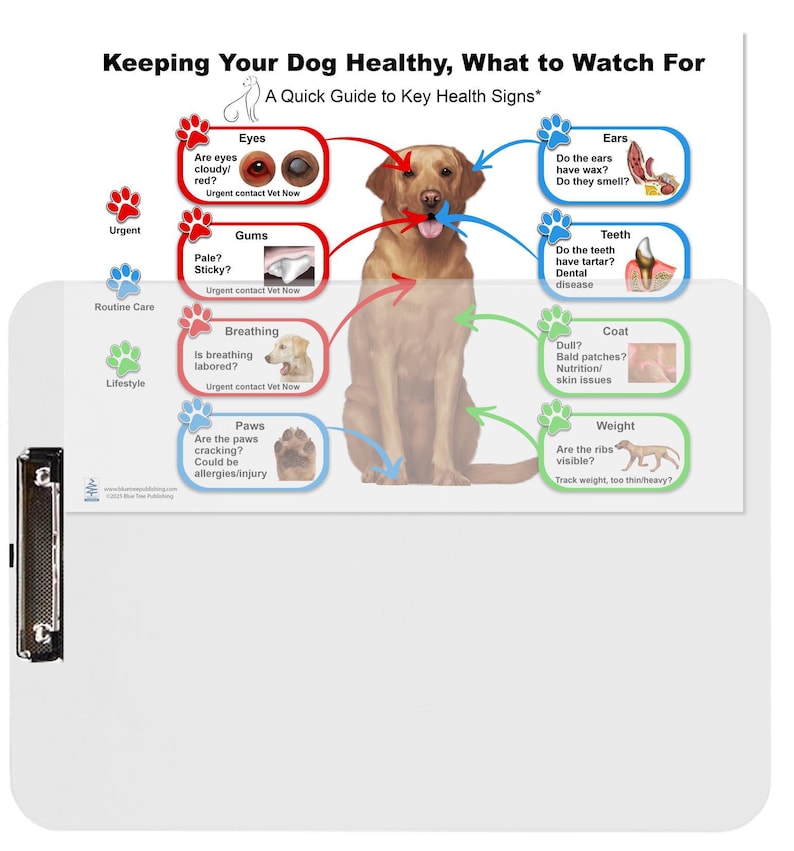 Keeping Your Dog Healthy Chart for Veterinary Reference, Dog Anatomy ...