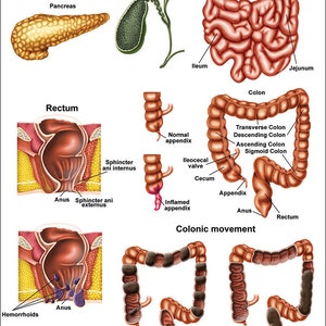 Intestine Chart.pdf Digestive System Anatomical Chart and Poster - Etsy