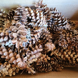 Wildcrafted White Pine Cones