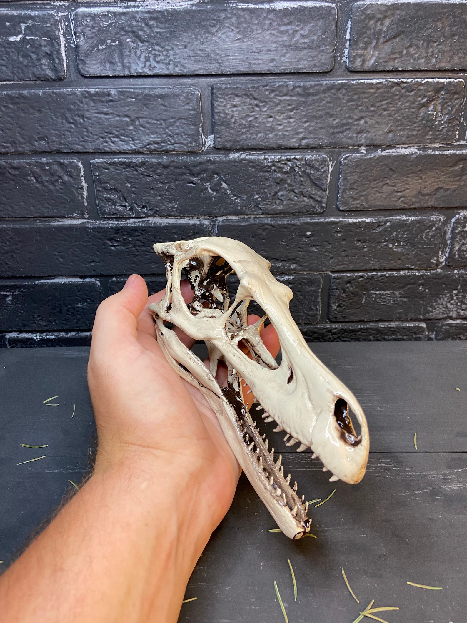 real velociraptor skull for sale