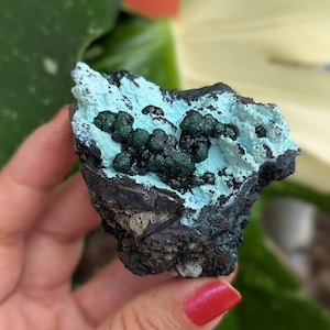 May include: A raw mineral specimen featuring a dark, rough, charcoal-colored base topped with a vibrant, light blue crust. Clusters of small, dark green, spherical, botryoidal formations are embedded within the center of the blue mineral surface.