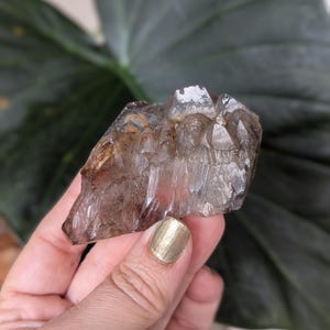 May include: A raw, smoky quartz crystal with a translucent, brown hue. The crystal has a rough, natural texture and is held against a backdrop of a large, dark green leaf. The crystal's facets catch the light, creating a sparkling effect.
