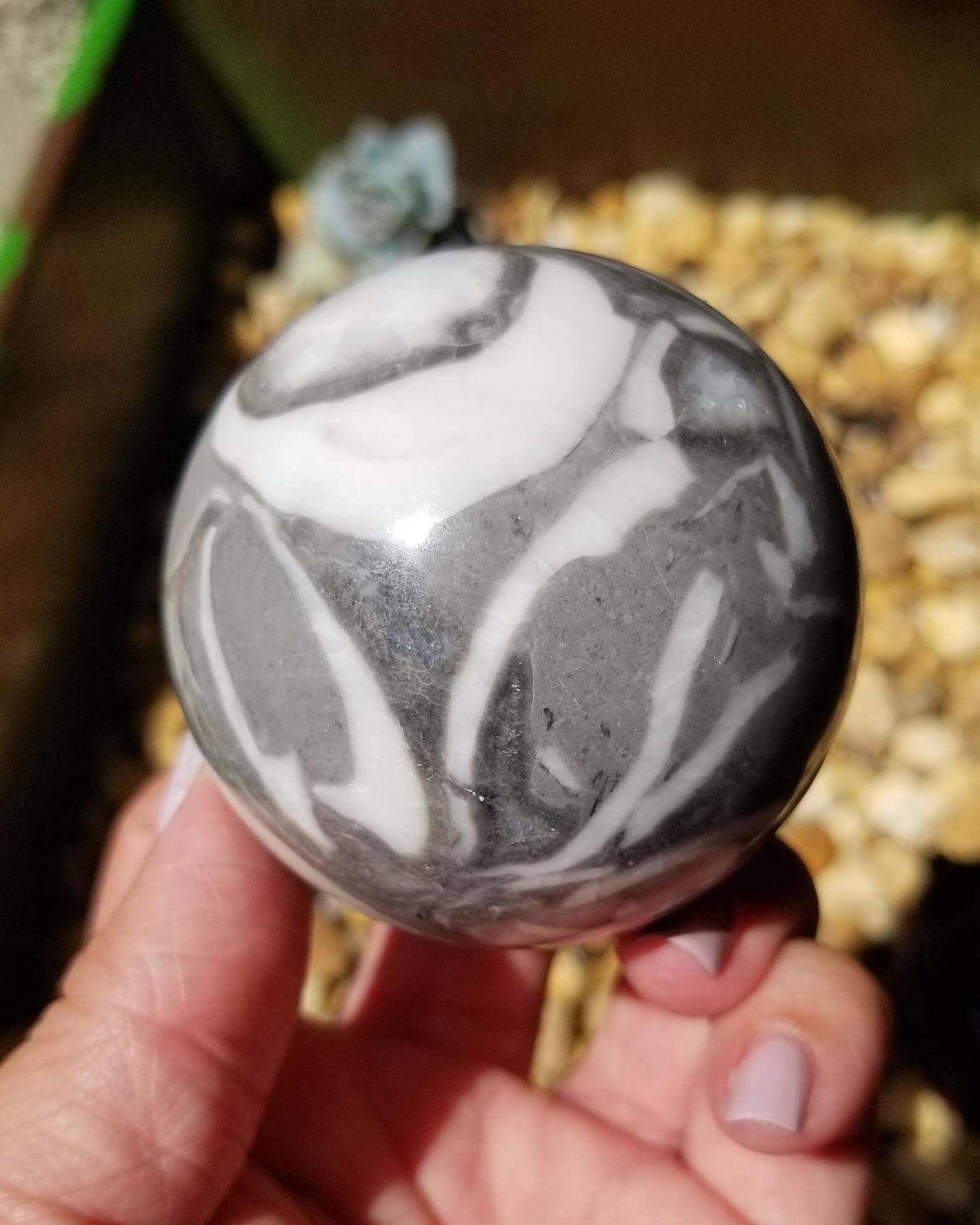 Fossil Shell Jasper for Strength & Grounding Crystal Sphere Etsy