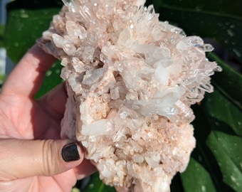 May include: A cluster of quartz crystals in shades of pale pink and clear. The crystals are densely packed, with many small points and larger, more prominent formations. The rough, natural stone is held against a backdrop of green leaves.