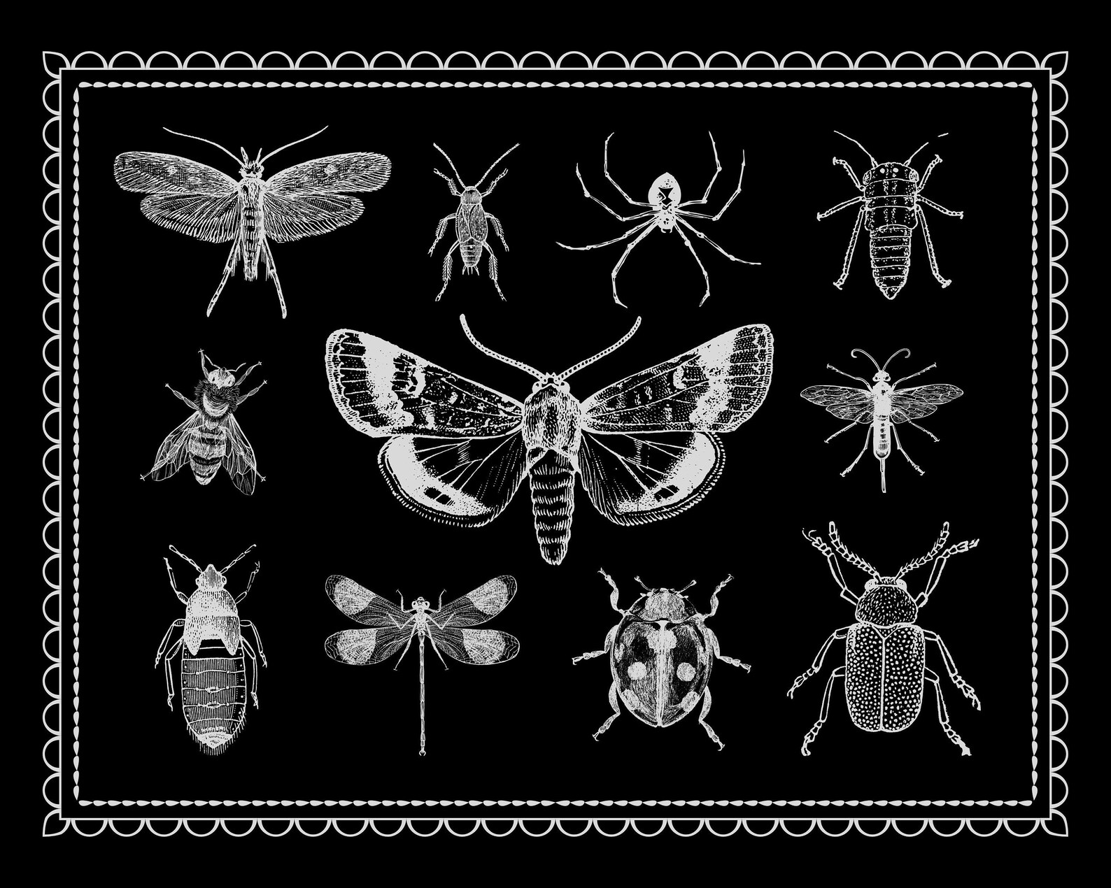 Moth Blanket Sofa Throw Movie Blanket Plush Cover Bug Etsy