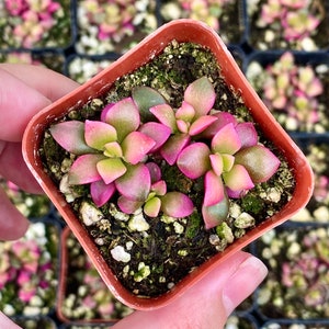 Anacampseros Telephiastrum Sunrise Succulents 5 Seeds Unique Pink Color Rare 