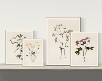 Conjunto de láminas de herbario de flores silvestres: Arte mural botánico (descarga digital)