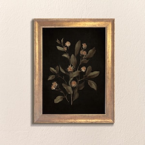 K&ouml;nnte beinhalten: Ein gerahmter botanischer Druck mit einem zarten Zweig wei&szlig;er Bl&uuml;ten mit gr&uuml;nen Bl&auml;ttern vor schwarzem Hintergrund. Der Rahmen ist golden mit einer abgenutzten Oberfl&auml;che.