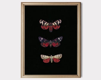 May include: A framed print of three moths with black, red, and white wings against a black background.