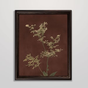 Op de afbeelding: Een ingelijste print van een botanische illustratie met een delicate, lichtgroene plant met witte bloemen op een donkerbruine achtergrond.