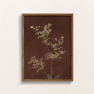 Op de afbeelding: Een ingelijste print van een botanische illustratie met een delicate, lichtgroene plant met witte bloemen op een dieprode achtergrond.