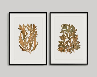 Nautical prints, set of 2 prints, coral wall art, downloadable art prints, coastal prints, gallery wall set, nautical poster, home decor art