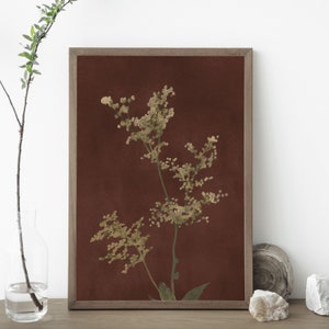 Op de afbeelding: Een ingelijste print van een botanische illustratie met een delicate, lichtgroene plant met kleine bloemen op een dieprode achtergrond.