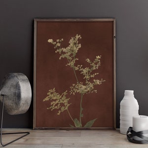 Op de afbeelding: Een ingelijste print van een botanische illustratie met een delicate, lichtgroene plant op een bruine achtergrond.