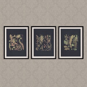 Farn Botanisches Druck Set: Vintage Antik Wand Kunst (Digitaler Download)