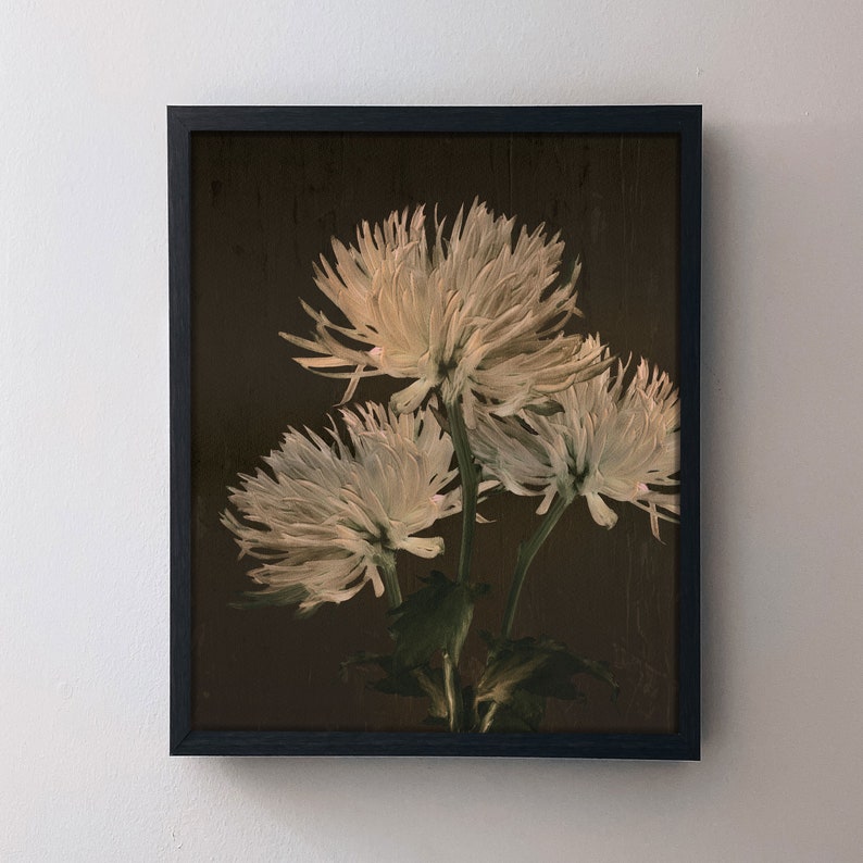 Chrysanthemum Print Dark Botanical Print Digital Prints - Etsy