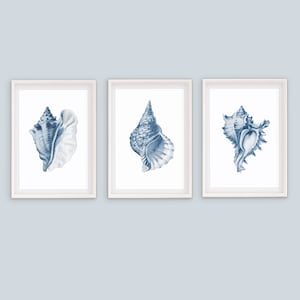 Puede incluir: Conjunto de tres impresiones enmarcadas con ilustraciones azules y blancas de conchas marinas. Las impresiones están en marcos blancos y tienen un fondo blanco.