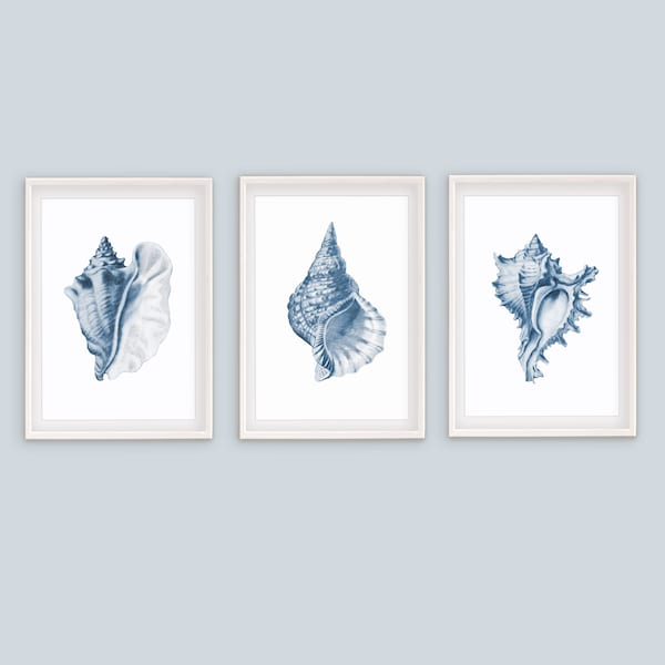 Set of 3 prints, shell prints, coastal art print, nautical prints set, navy blue wall art, shell wall art, gallery wall set, nautical prints