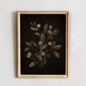 K&ouml;nnte beinhalten: Ein gerahmter Druck einer botanischen Illustration mit einem Zweig zarten wei&szlig;en Bl&uuml;ten mit gelben Zentren vor einem dunklen Hintergrund.