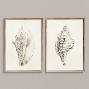 Impresiones de conchas, impresiones náuticas, arte de pared de 2 piezas, impresiones neutrales, arte de pared náutico, póster de conchas, botánico beige, impresiones costeras digitales