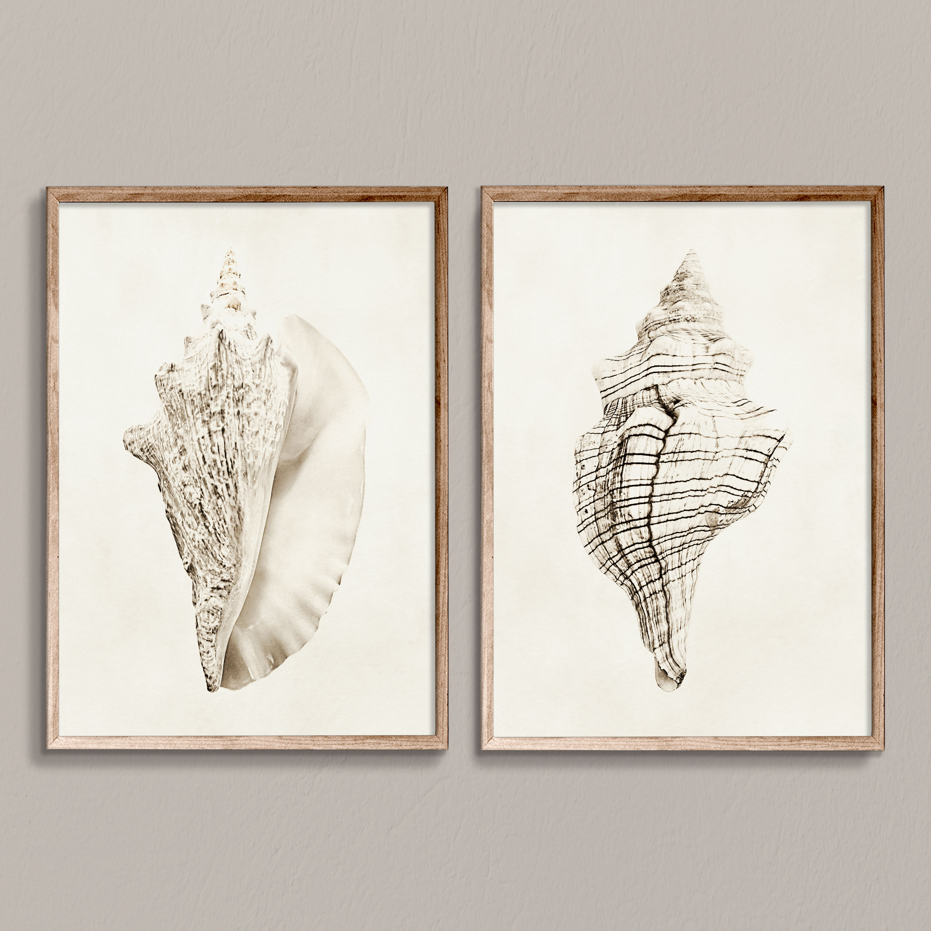 洋書 Shells - Classic Natural History Prints SCI0350.jpg