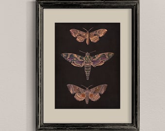 Art mural imprimable papillon de nuit vintage, impression d'insectes universitaires sombres, téléchargement botanique de mauvaise humeur