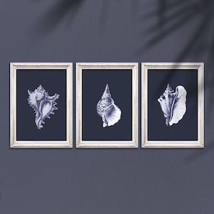 Könnte beinhalten: Drei gerahmte Drucke von blauen und weißen Muscheln an einer dunkelgrauen Wand. Jeder Druck zeigt ein anderes Muschelmotiv.