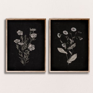 Conjunto de estampados florales negros: Arte botánico de flores silvestres blancas (descarga digital)