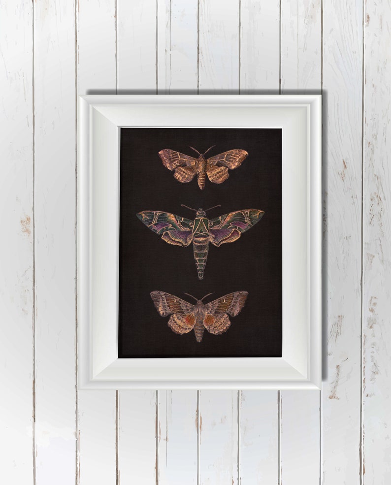 Vintage Moth Printable Wall Art, Dark Academia Insect Print, Moody ...
