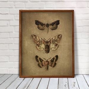 Vintage butterfly poster, moth art print, butterfly wall art, digital prints, vintage botanical print, downloadable art prints, home decor