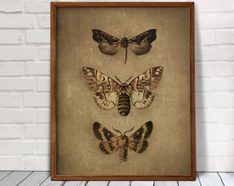 Vintage butterfly poster, moth art print, butterfly wall art, digital prints, vintage botanical print, downloadable art prints, home decor