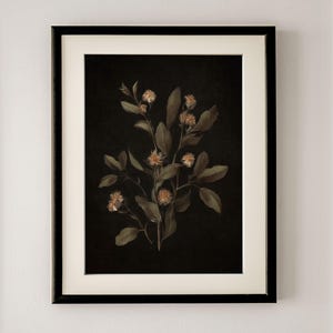 K&ouml;nnte beinhalten: Ein gerahmter Druck einer botanischen Illustration mit einem Zweig zarten wei&szlig;en Bl&uuml;ten mit gr&uuml;nen Bl&auml;ttern vor schwarzem Hintergrund.