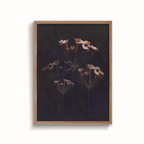 Lily Wall Art Dark Floral Wall Art Black Background Print Etsy