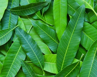 Ceylon Dried Mango leaves 100% organic Pure Natural Herbal Leaf for tea