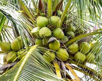 Coconut Husk Fiber COMPOST 100% NATURAL Growing Media Plants and Great for Orchid Potting Mix