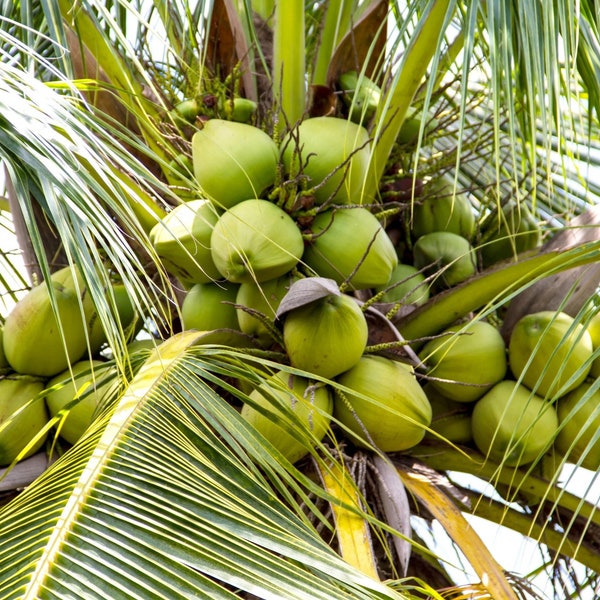 Fibre de noix de coco COMPOST 100% NATUREL Plantes de milieu de culture et idéal pour le mélange de rempotage d’orchidées
