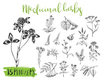 black and white seamless pattern Digital botanical clipart with healing ...