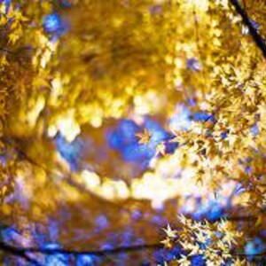 May include: A close-up view of a tree with yellow leaves against a blue sky. The leaves are out of focus, creating a soft, dreamy effect.