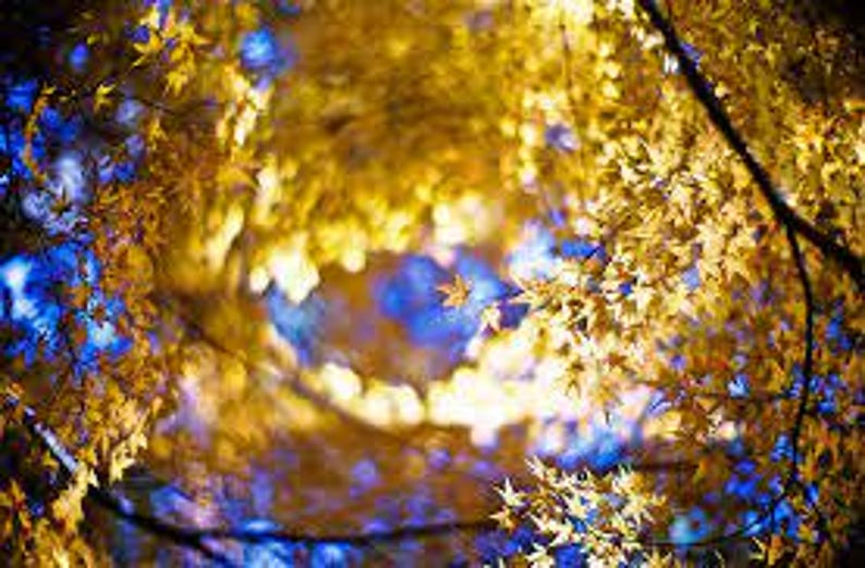 May include: A close-up view of a tree with yellow leaves against a blue sky. The leaves are out of focus, creating a soft, dreamy effect.